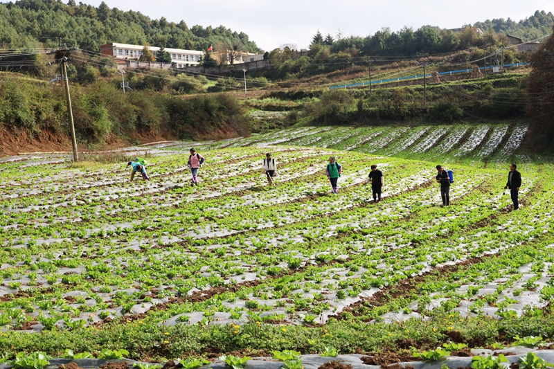 務工群眾正在為長勢良好的大白菜殺蟲施肥。