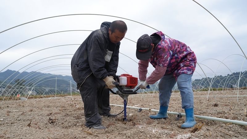 農戶們正在給土地打洞。彭開燚攝