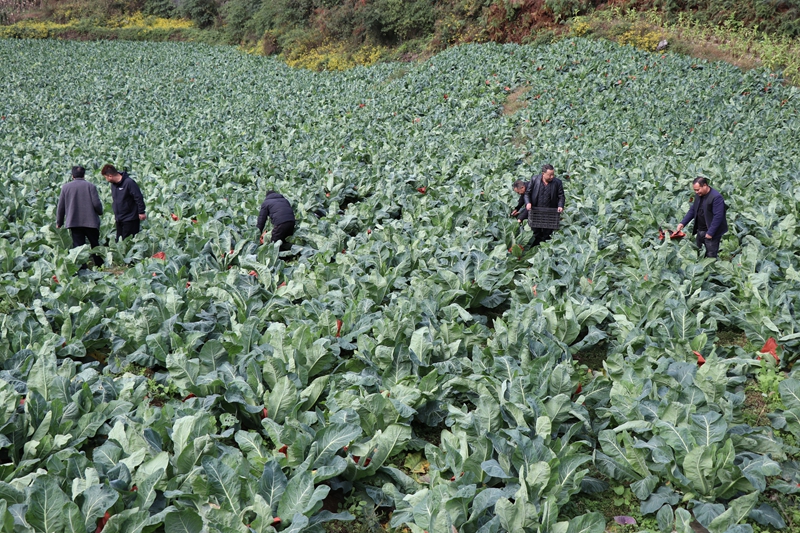 對坡鎮杉寨村花菜種植基地 農戶正在采摘花菜 劉娟 攝.JPG