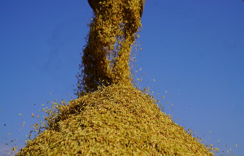 思南科技賦能“米袋子”，輪作激活“希望田”。