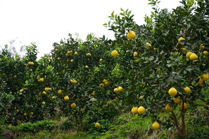 連片的柚樹郁郁蔥蔥.jpg